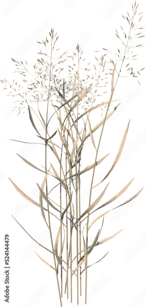 Obraz premium Front view of Plant ( Dry tall grass 2) Tree illustration vector