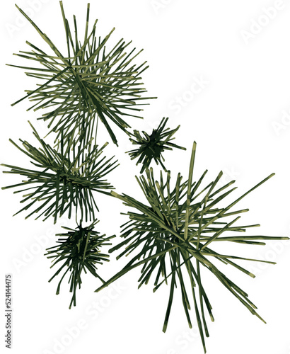 Top view of Plant (Grass Herbs Lawn Branches 1) Tree illustration vector