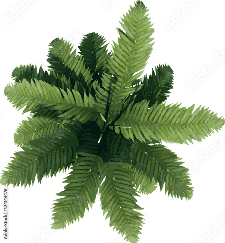 Top view of Plant (Tree fern 1) Tree illustration vector
