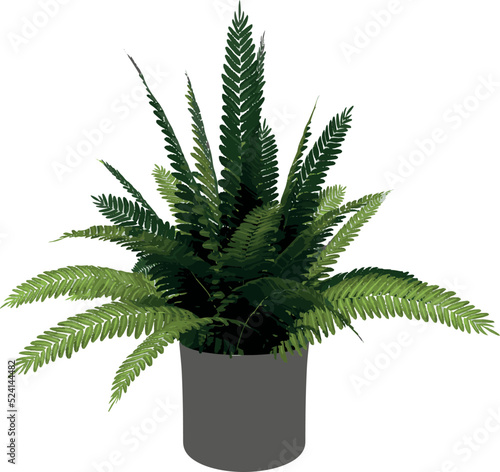 Front view of Plant (Potted Fern 1) Tree illustration vector