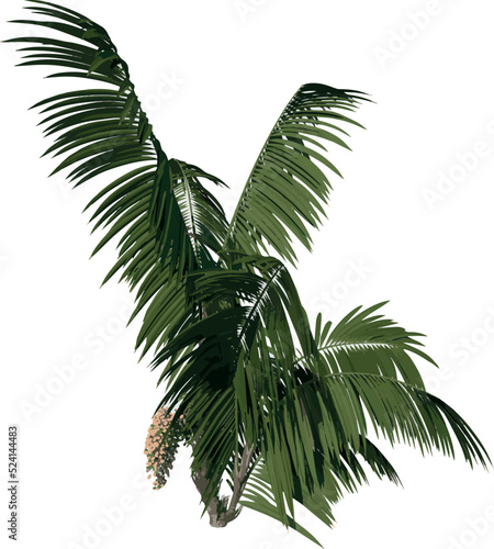 Front view tree ( Young Howea forsteriana Kentia 3) illustration vector