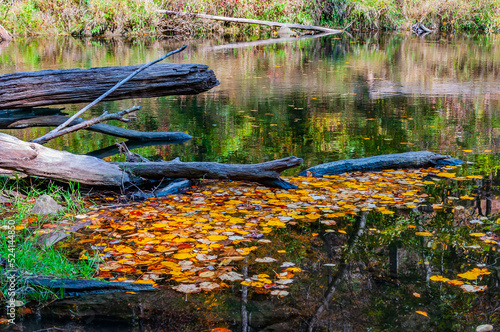 Fototapeta Naklejka Na Ścianę i Meble -  Floating Autumn Leaves, Prettyboy Reservoir Park, Maryland, USA, Hampstead, Maryland