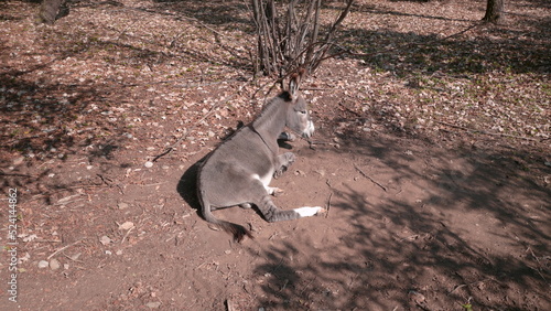 Donkey resting
