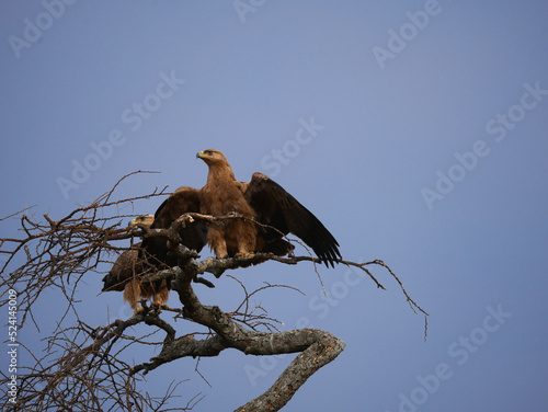 eagle on a tree in the savanna 
