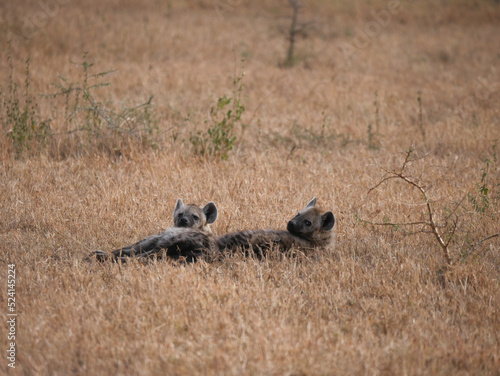 Hyenas in the savanna
