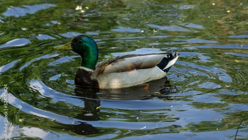 Male mallad duck swimming in a river with trees reflected in the water photo