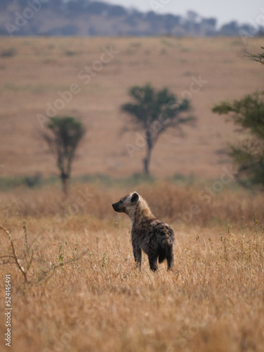 Hyenas in the savanna