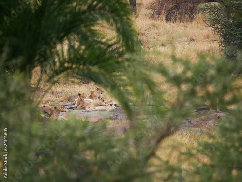Lions clan in the Savannah on a rock 