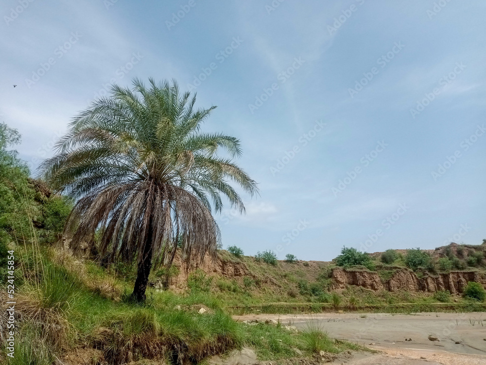 Beach with Dates Tree - Dates Island with Sky Background Beach with Dates Tree - Dates Island with Sky Background