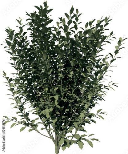 Front view of Plant (Ligustrum ovalifolium Korean privet 1) Tree illustration vector