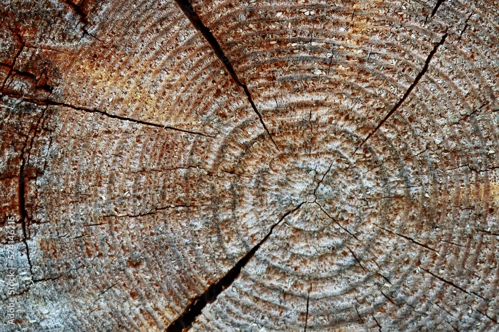 Fototapeta premium old wood texture