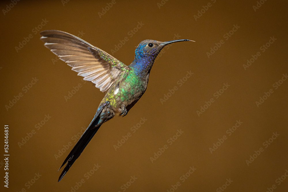 Obraz premium Pássaro Beija-Flor Voando Brazil