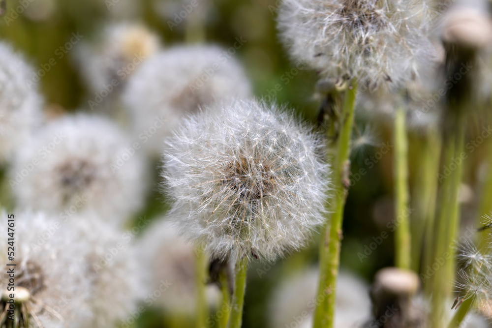 A field with a large number of dandelions in the summer