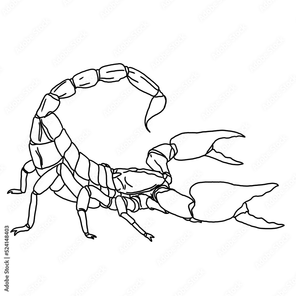 scorpion illustration