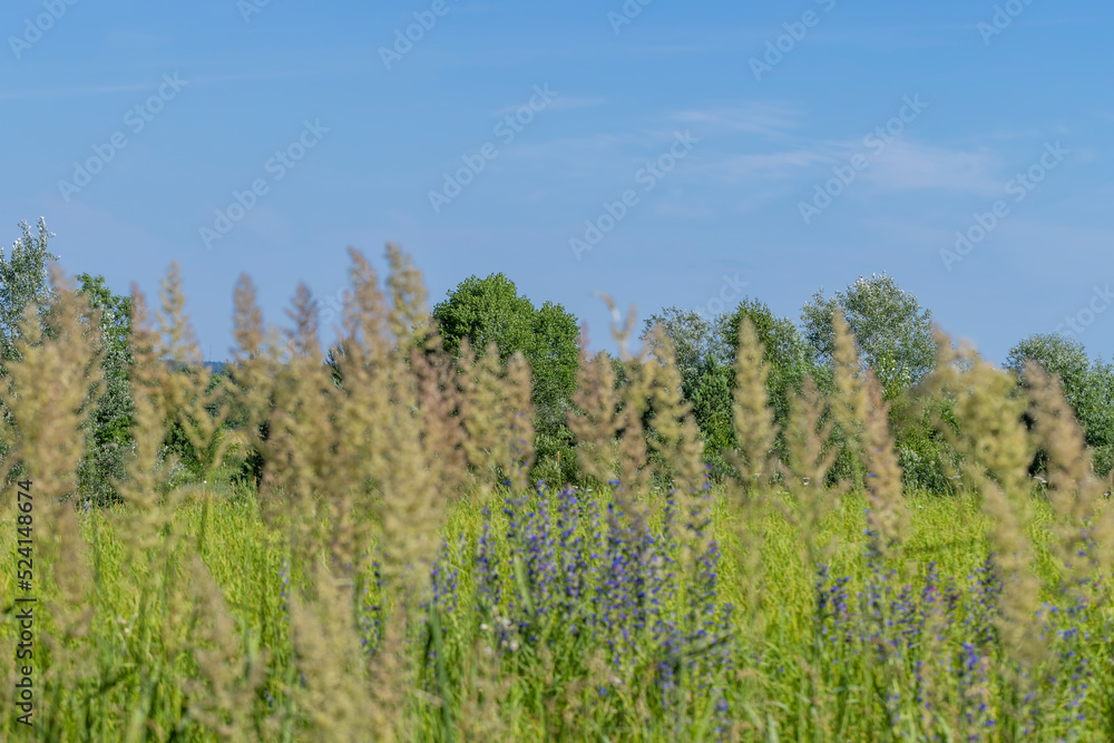 green grass in a field in the summer, a field with green grass in a field in the summer, a field with