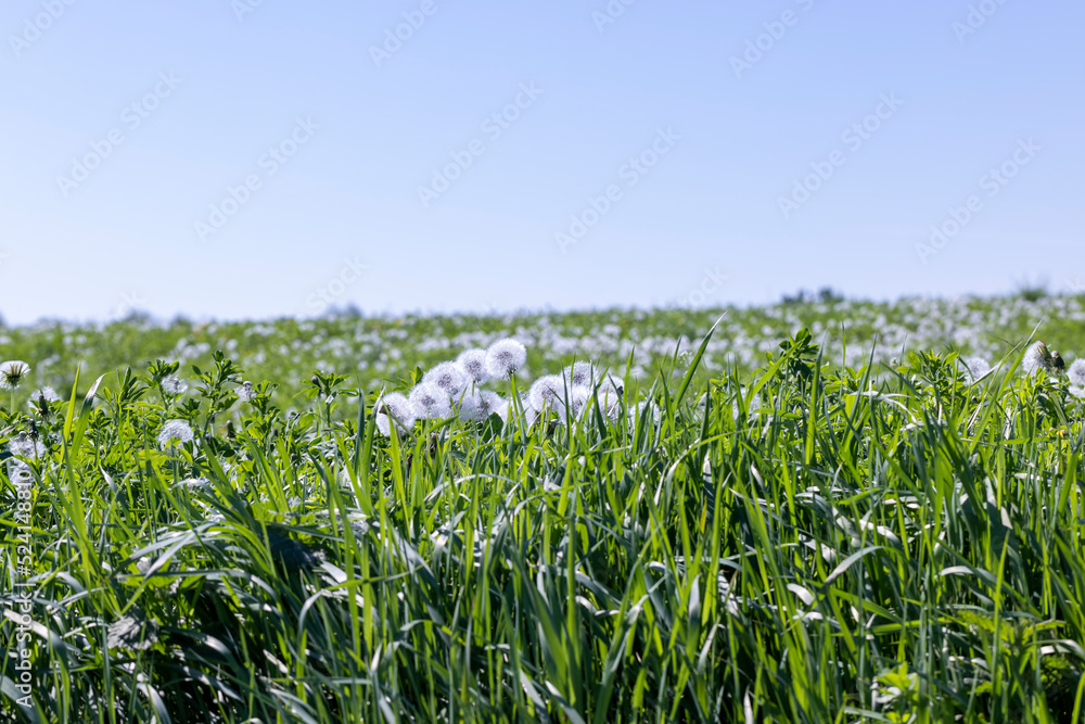 A field with a large number of dandelions in the summer A field with a large number of dandelions in the summer