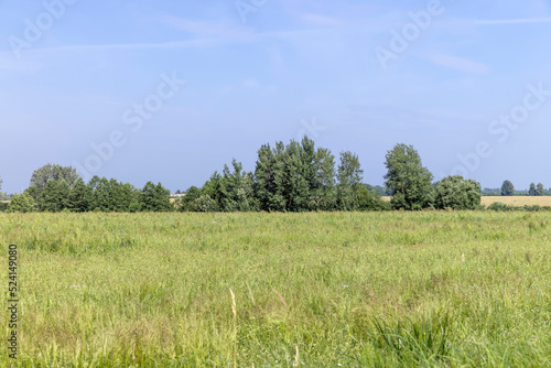 green grass in a field in the summer  a field with