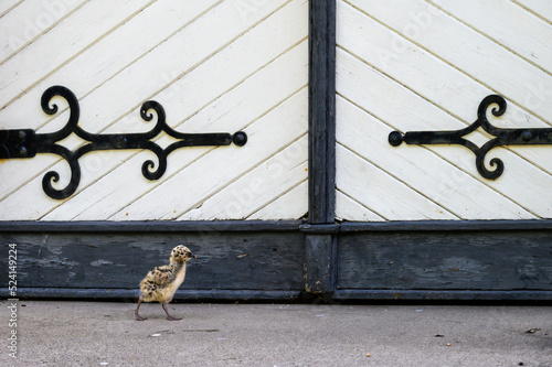 Photography Recently fledged seagull chick walking and exploring on the ground