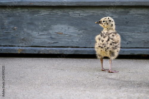 Photography Recently fledged seagull chick walking and exploring on the ground