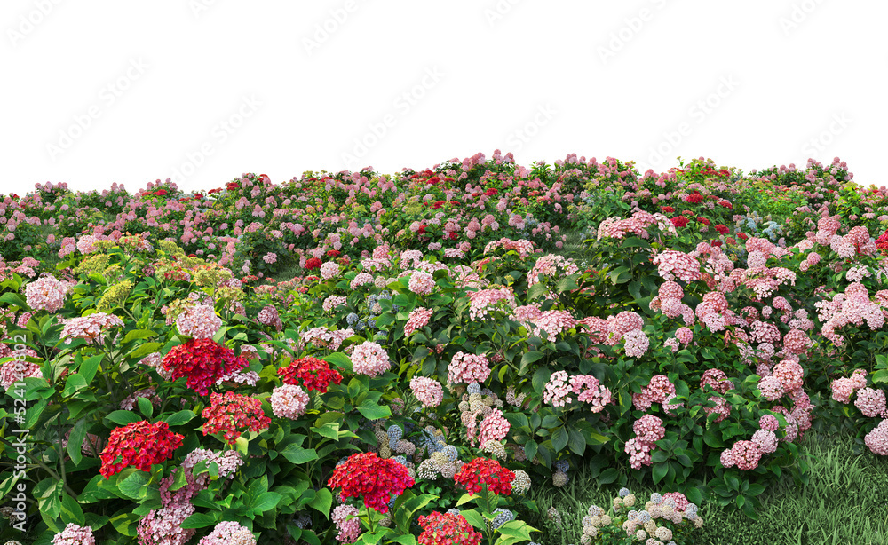 Fototapeta premium Flowers garden on a transparent background 