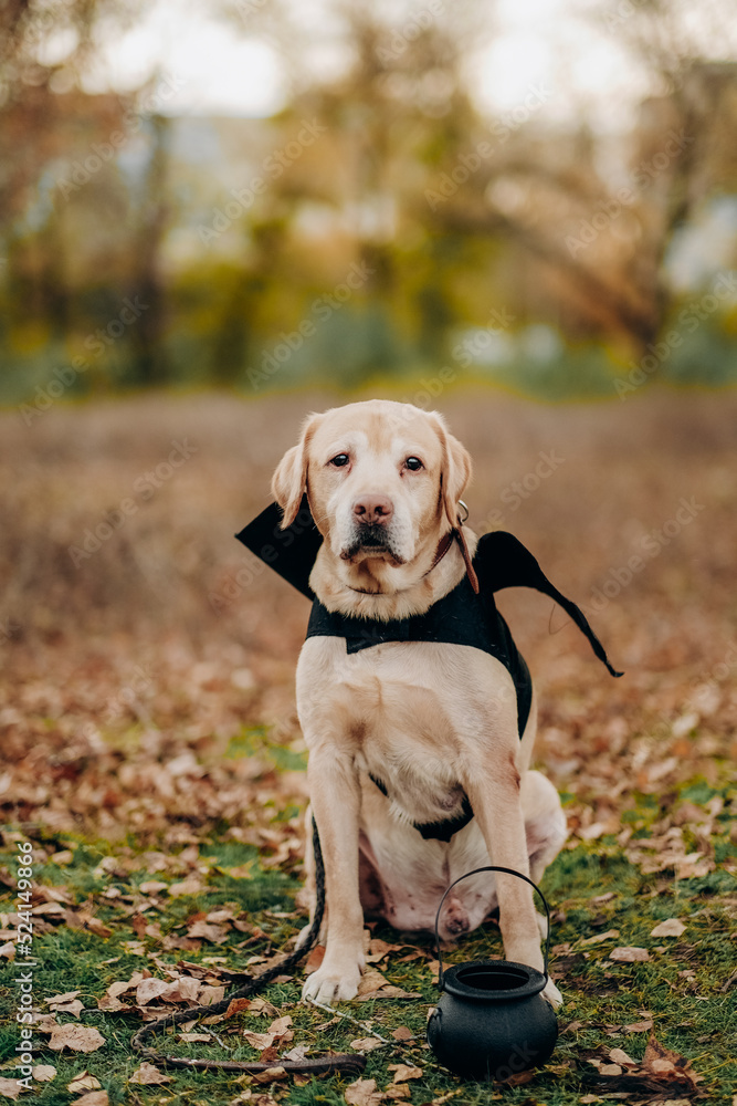 Preparing for Halloween. Costumes for dogs. Labrador retriever sits in an autumn park in a batman costume. with wings.