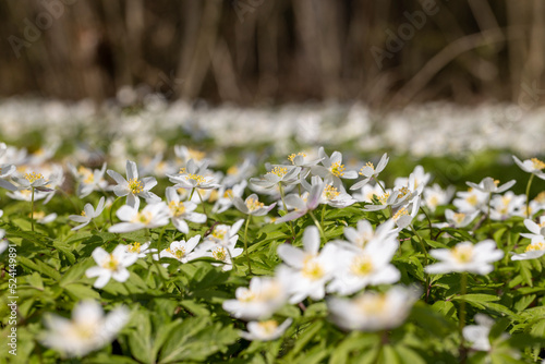 white spring anemones growing in the forest in spring