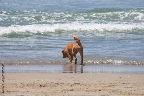Pit bull mix playing at dog beach