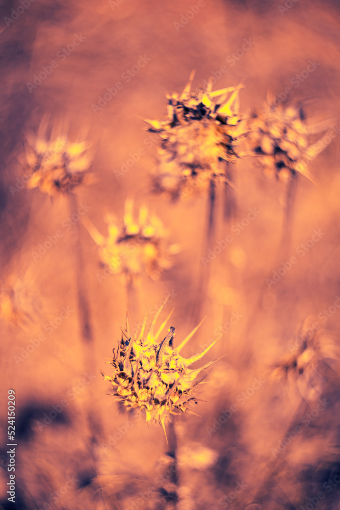 Obraz premium Dry flower in dessert