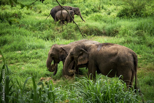 Canvas Print Asian elephants live in the Thai Elephant Conservation Center, Lampang Province,