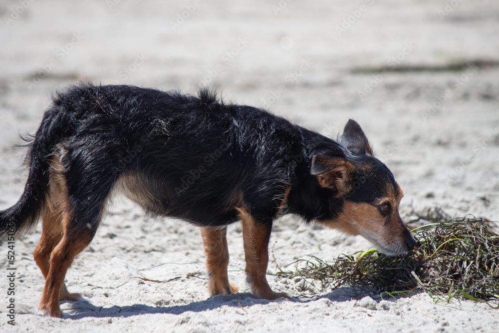 Fototapeta premium Terrier mix dog playing at the beach