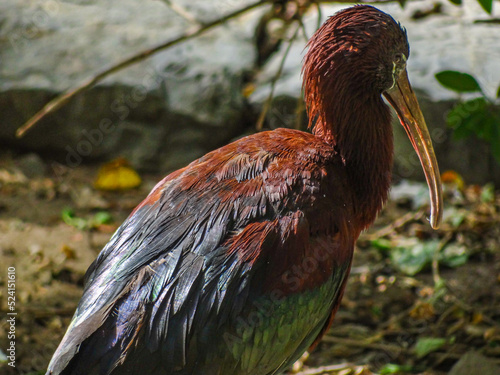 Glossy Ibis Back Portrait With Dark Shiny Iridescent Green and Reddish Feather Tones photo