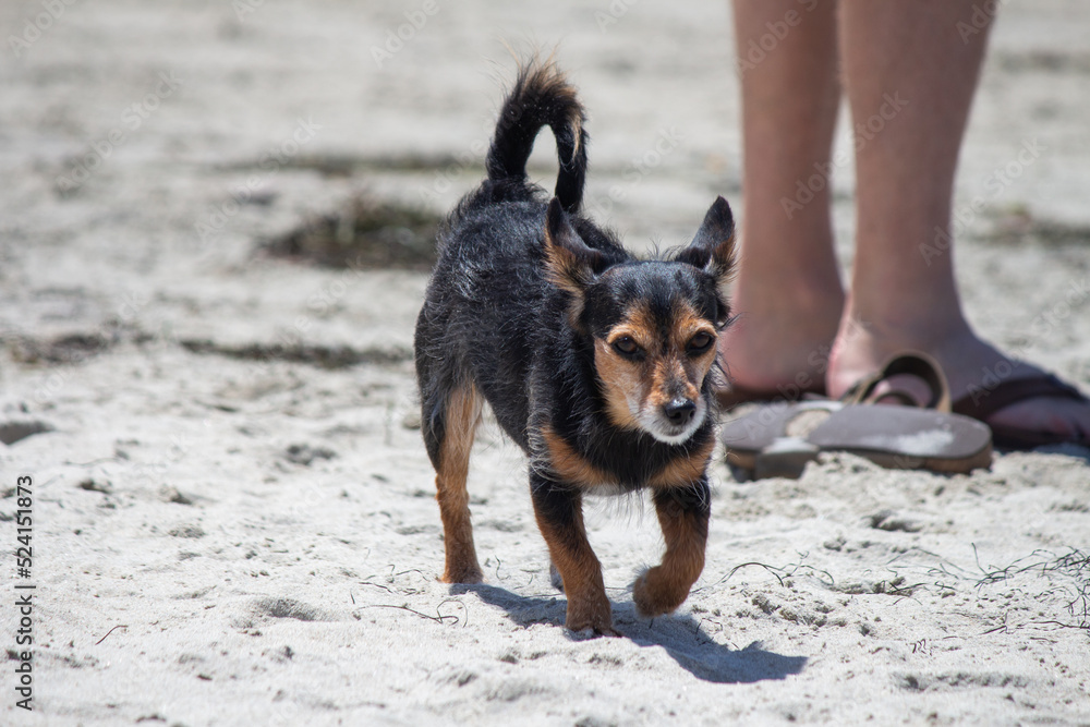 Terrier mix dog playing at the beach Terrier mix dog playing at the beach