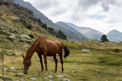 wild horse in andorra mountains