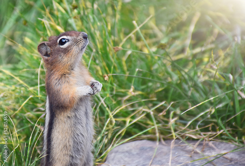 Funny chipmunk standing up with folded paws