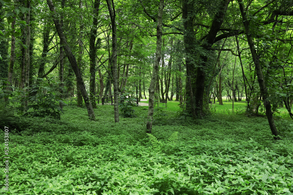 Picturesque view of tranquil park with green plants Picturesque view of tranquil park with green plants