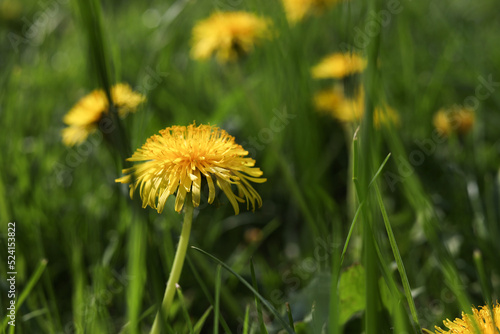 Beautiful bright yellow dandelions in green grass on sunny day  closeup