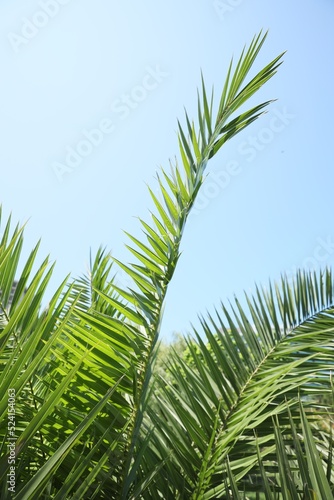 Beautiful green tropical leaves against blue sky  closeup