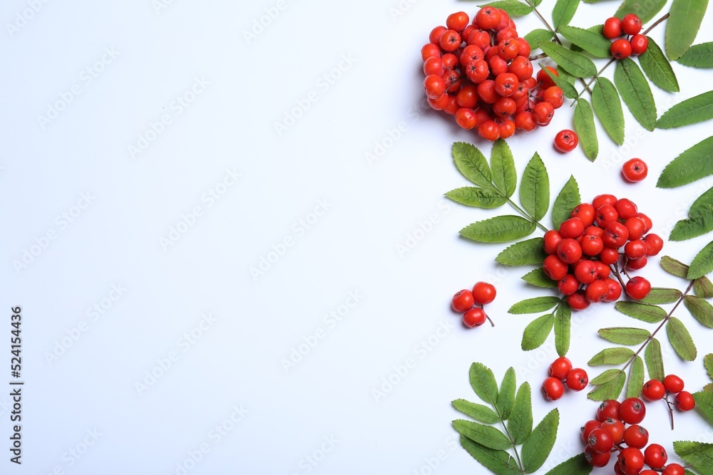 Fresh ripe rowan berries and green leaves on white background, flat lay. Space for text - obrazy, fototapety, plakaty 