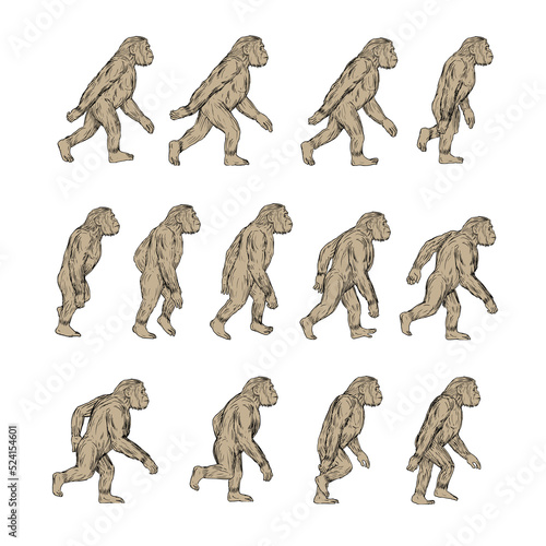 Homo Habilis Walking Cycle Collection Set photo