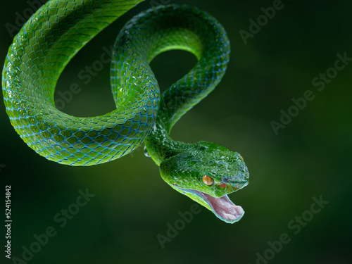 Green pit viper Popeia barati opening its mouth photo
