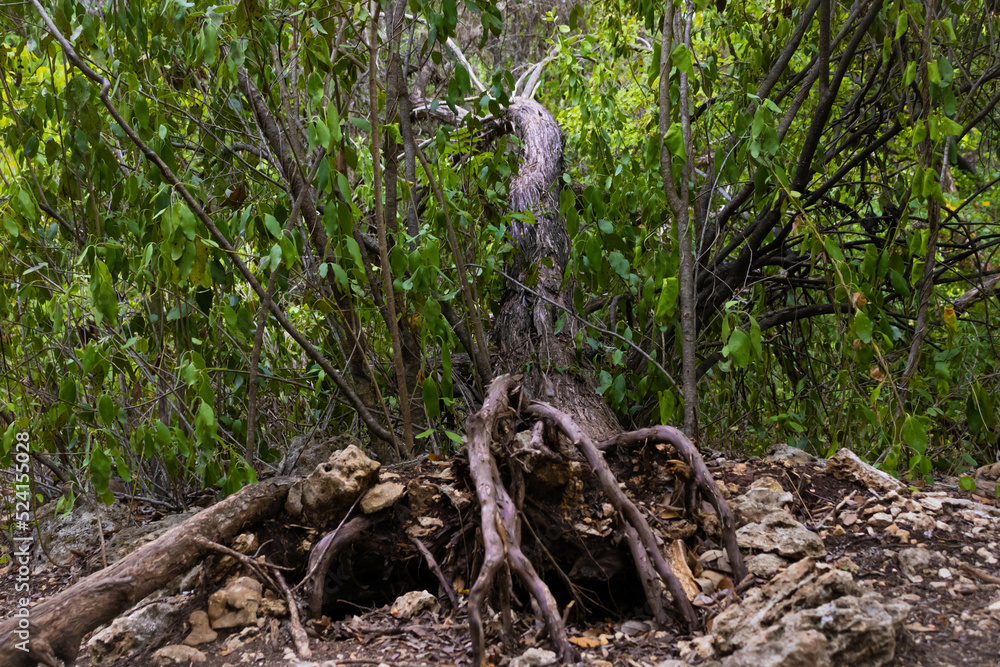 Fallen tree in forest with roots exposed