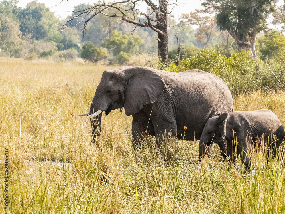 Fototapeta premium Family of elephants comprising adult and juveniles wading through swamp feeding