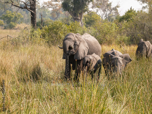 Family of elephants comprising adult and juveniles wading through swamp feeding