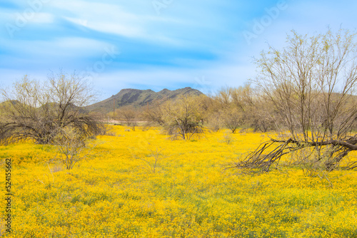 The Brass Buttons (Cotula coronopifolia) plant are blooming in the spring. Yellow wild flowers blooming in the meadow with mountain backgroun.