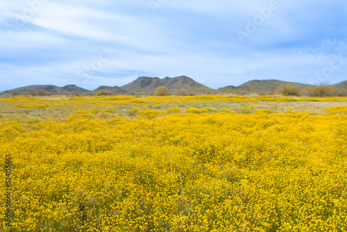 The Brass Buttons (Cotula coronopifolia) plant are blooming in the spring. Yellow wild flowers blooming in the meadow with mountain backgroun.