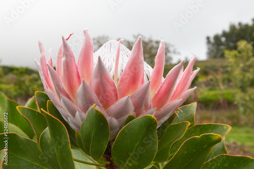 Close up of  King protea ,  Protea cynaroides is blooming  in the garden at Hawaii