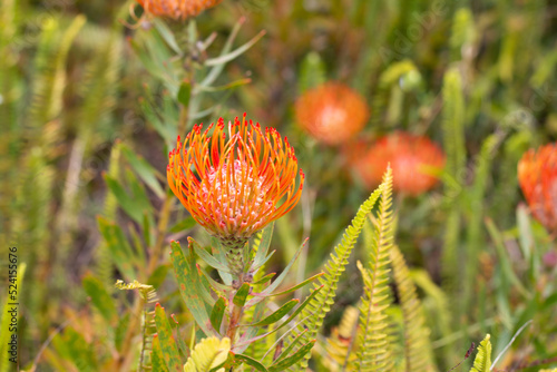 Focus of  red orange  flower head of a leucospermum in the garden at Hawaii.