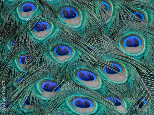 Peacock feathers Texture © Gentle.Cam