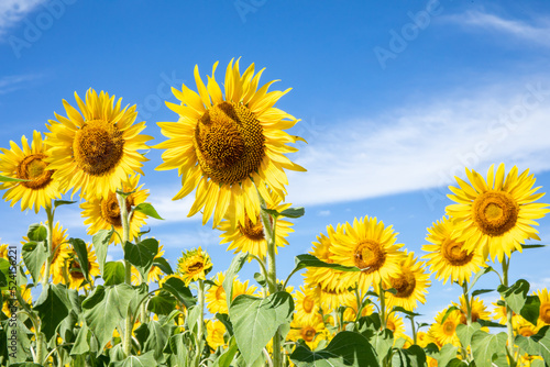                         blue sky and sunflower