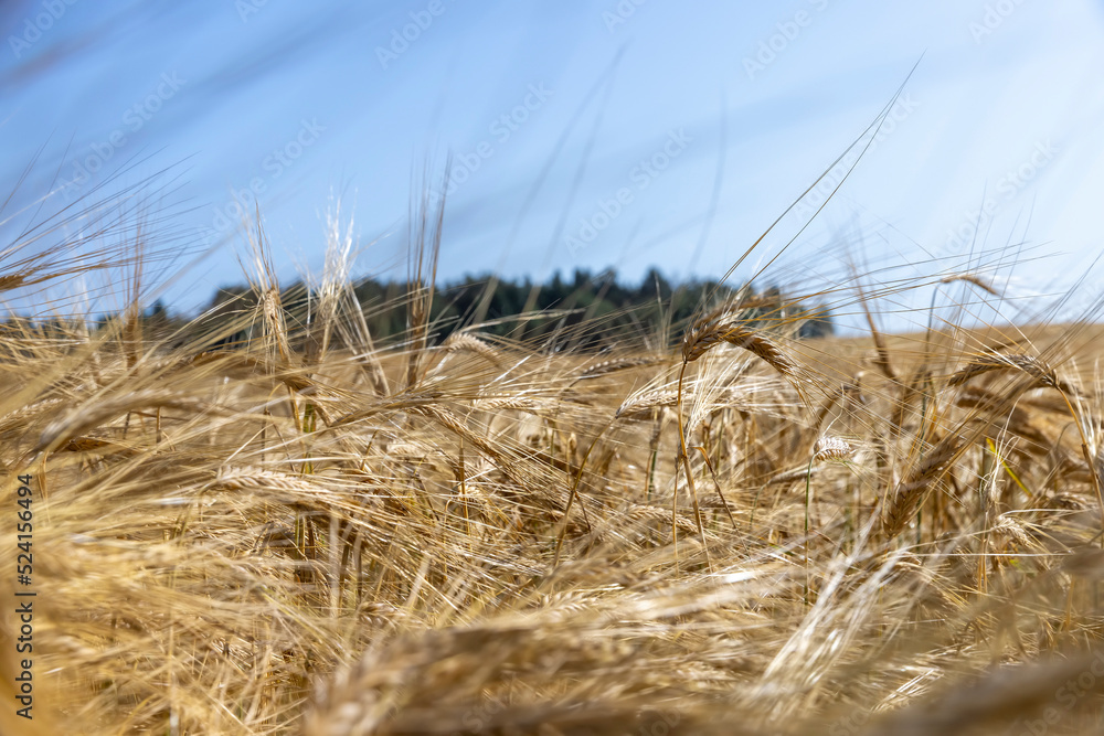 Fototapeta premium ripe wheat harvest in summer